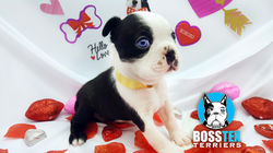 16121958_10158165692790311_1256084373_o copy