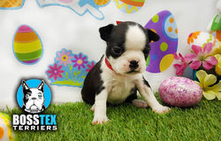 BOSTON TERRIER MAISY