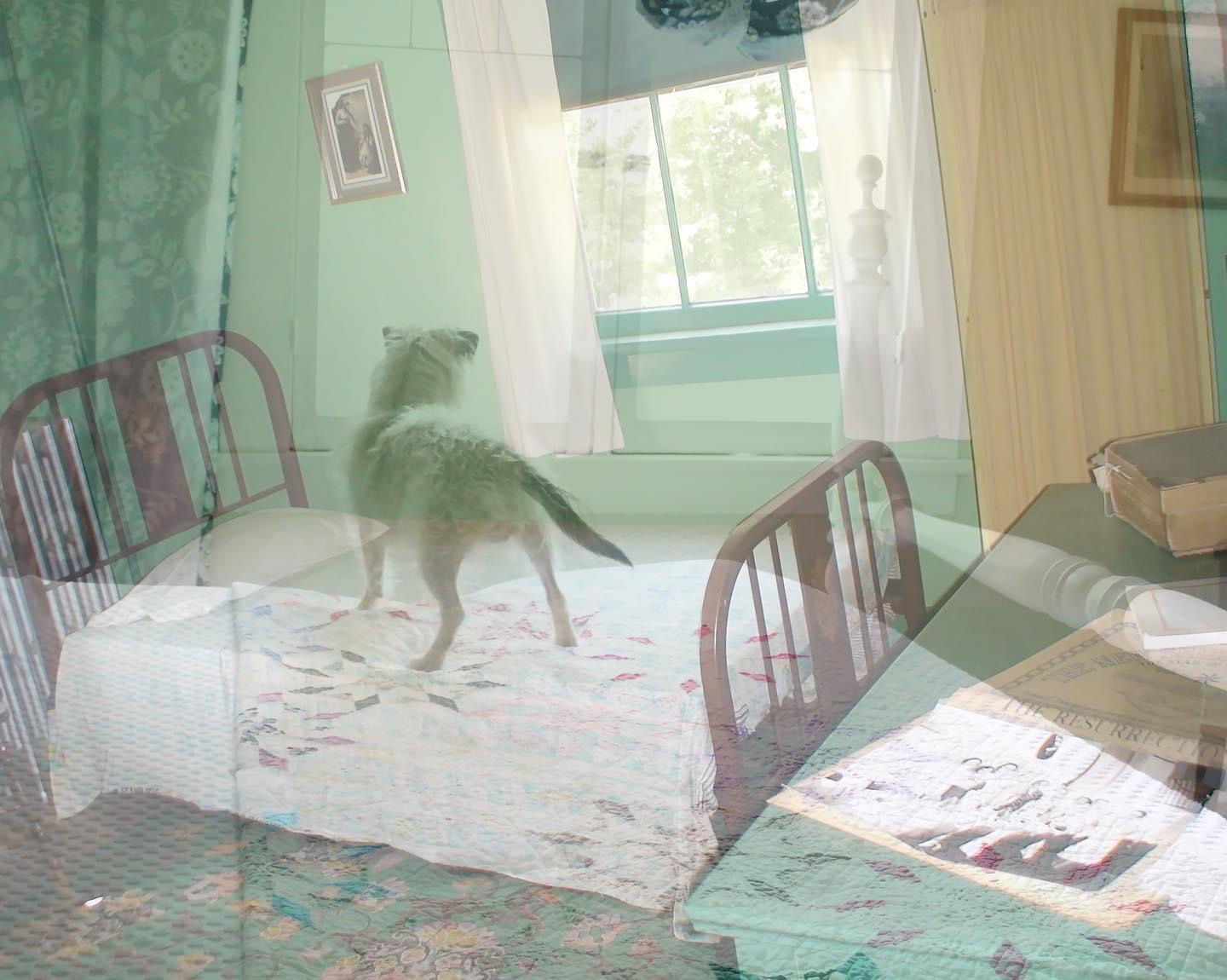 “Enchanted A Dog To Love”