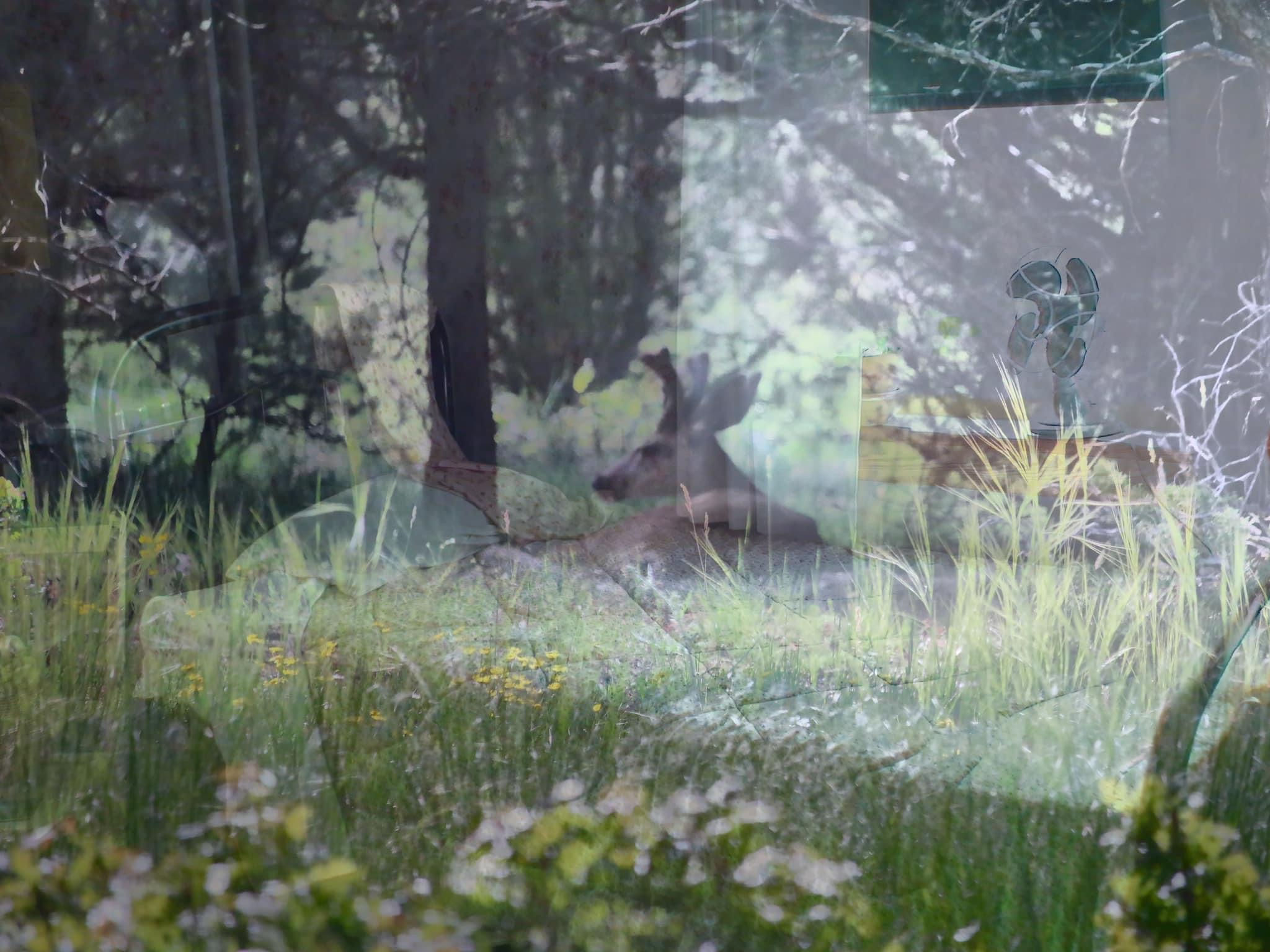 “Marvelous Deer Bedroom”