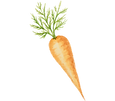 Carrot