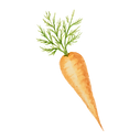 Carrot