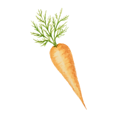 Carrot