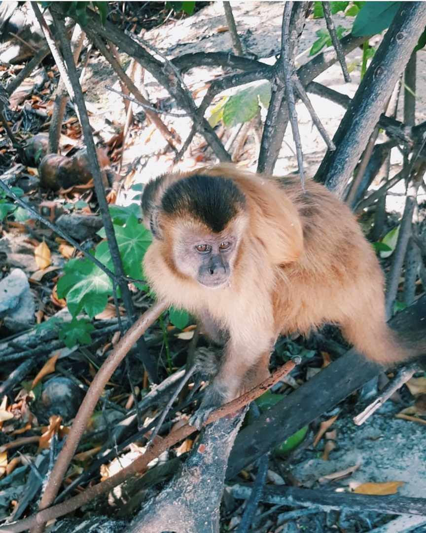 Miniatura: Passeio de Lancha 🚤 Pelo Rio Preguiças/Vassouras/ Farol Mandacarú até Caburé 