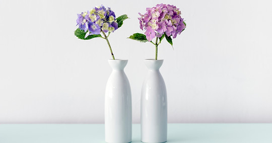 Hydrangea Flowers