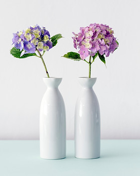 Hydrangea Flowers