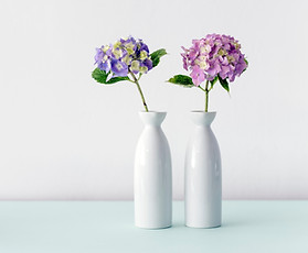 Hydrangea