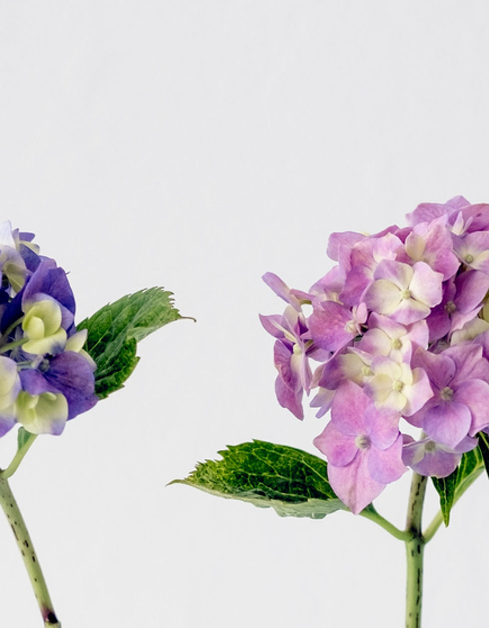 Hydrangea Flowers