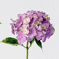 アジサイの花