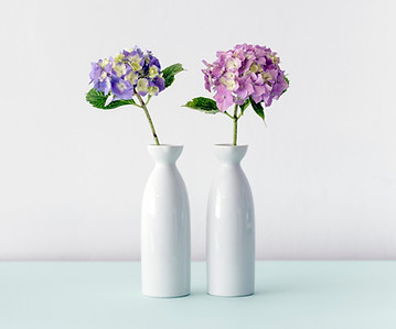 Hydrangea Flowers