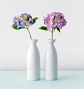 アジサイの花