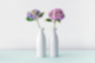 Hydrangea Flowers