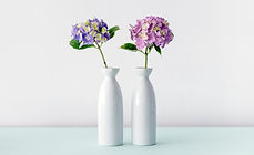 Hydrangea Flowers
