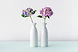 hortensias Fleurs
