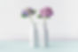 Hydrangea Flowers