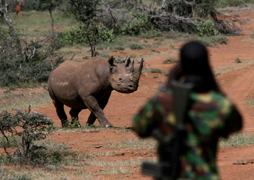 Ranger watching Eastern Black Rhino