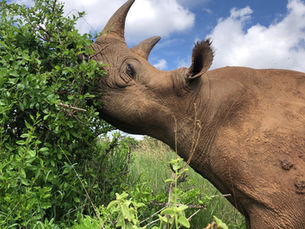 Kenya Rhino Range Expansion: Restoring a Species, Revitalising Economies