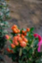DSC_7258.jpg