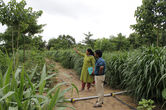 Agroforestry in Arid Ecosystem of Western Rajasthan