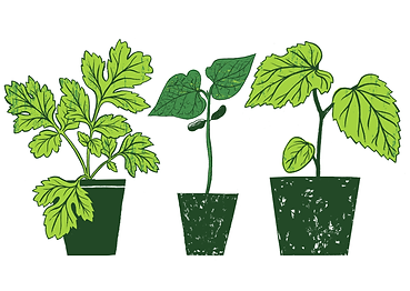 Plants in pots image
