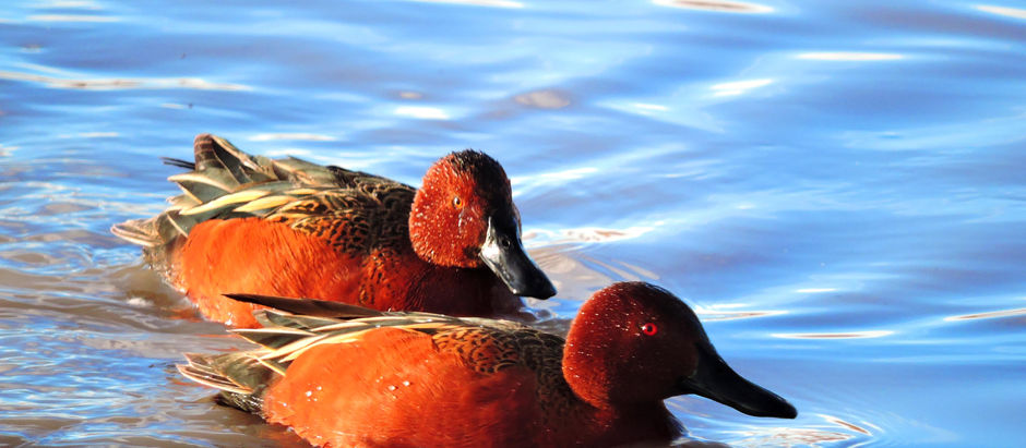 The San Luis Valley as a Critical Stopover During                                  Bird Migration