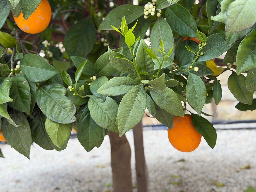 Citrus.jpeg