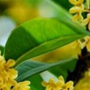 鹧鸪天·暗淡轻黄体性柔 An Ode to the Golden Blossoms