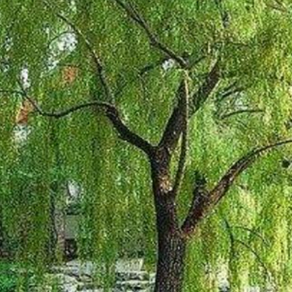 青玉案 . 一年春事都来几 How many spring days we have in a year