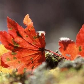 忆秦娥 . 临高阁 From the balcony to the bare distance