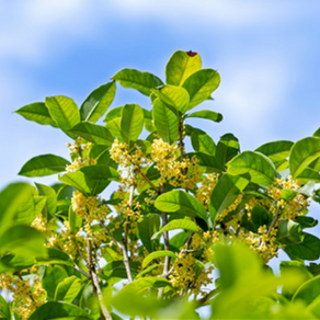 摊破浣溪沙 . 揉破黄金万点轻 Hidden under leaves shaped like green jade