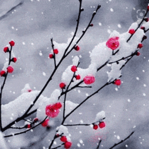 渔家傲 . 雪里已知春信至 In the snowy yard the Spring messenger arrived