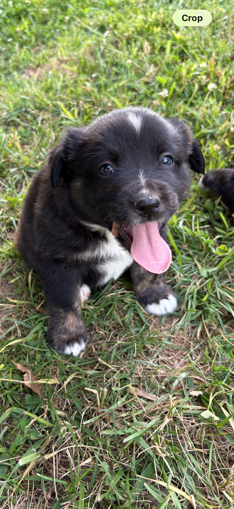 Thumbnail: Black tri Australian Shepherd puppy "Patch" in East Tennessee