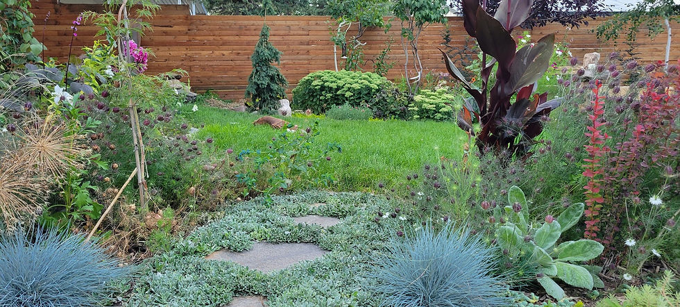 Sedum 'Autumn Joy' in late summer