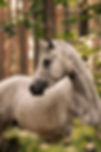 image00001.jpeg