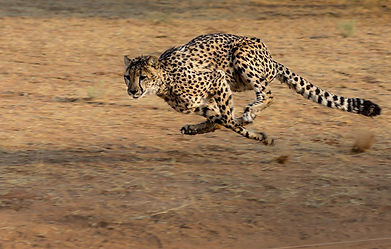 cheetah-2859581_1920.jpg