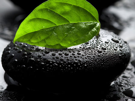 Green leaf on a black stone