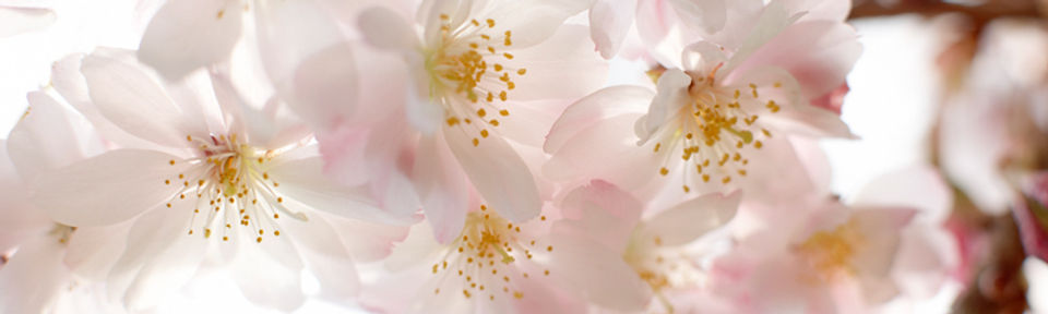 アーモンドの木の花