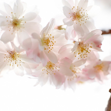 アーモンドの木の花