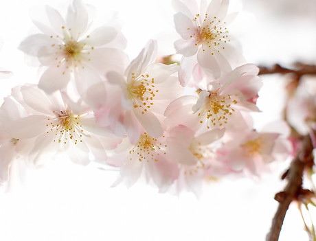 Fleurs Amandier