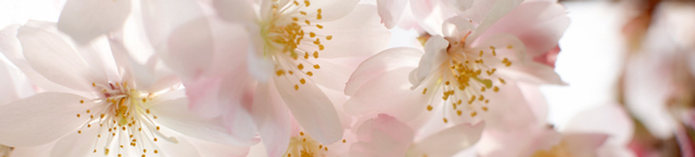 Psyberfairy Christina Martine Vespertine Astrology
