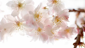 Almond Tree Flowers