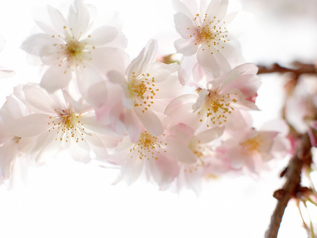 Focus on Your Health - Hayfever