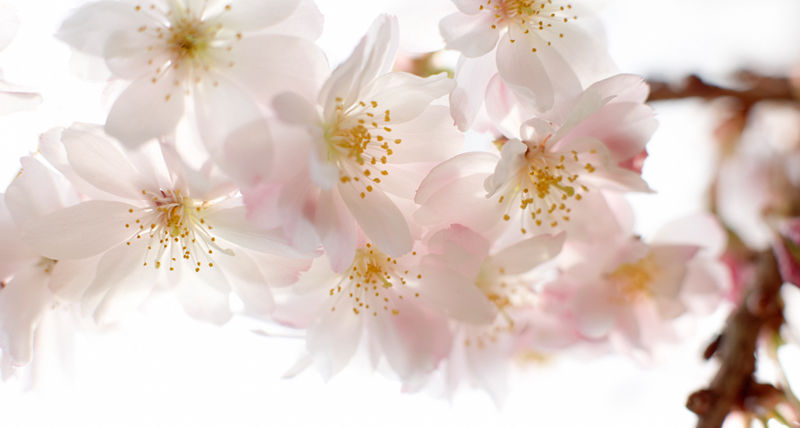 Fleurs Amandier