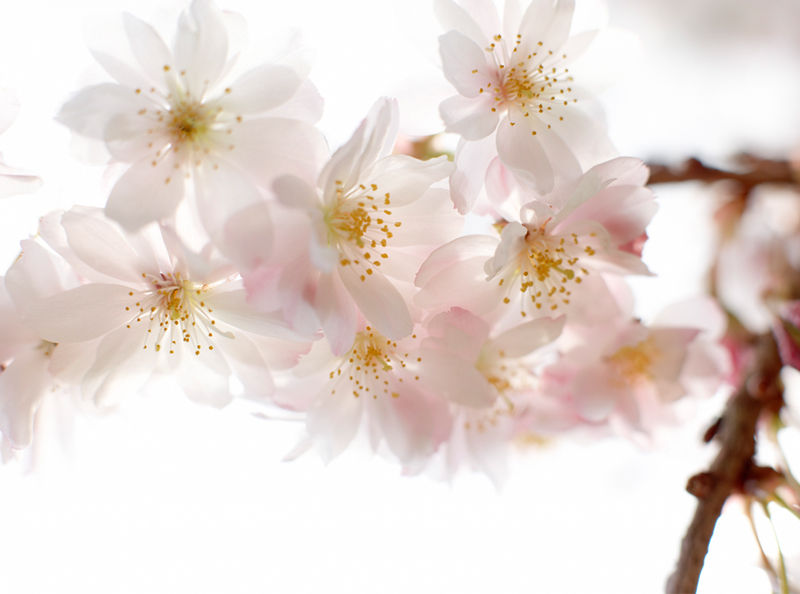 Cherry Blossom Close-Up