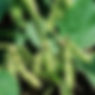 All natural insect repellent. Organic insect repellent.