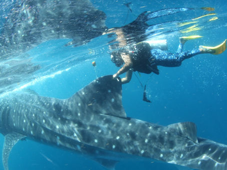 Diver in blue wetsuit and yellow fins swims with large whale shark in clear blue ocean. Sunlight creates shimmering patterns on water.