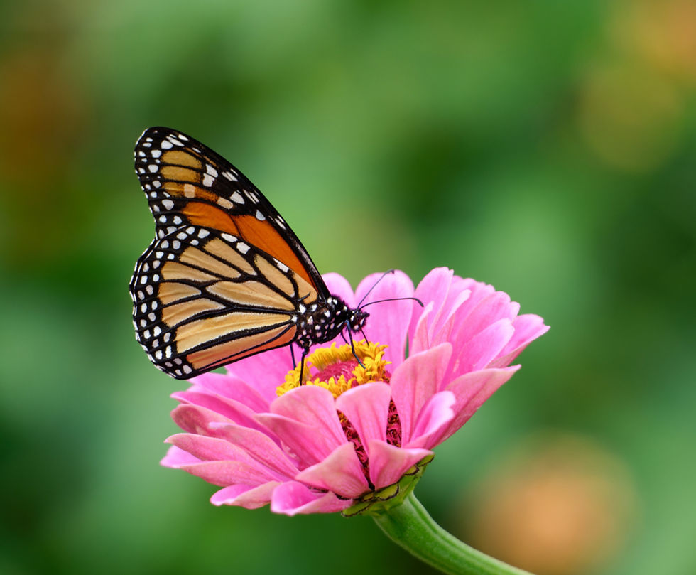 Monarch butterfly with orange and black wings perched on a pink zinnia flower, set against a blurred green background.