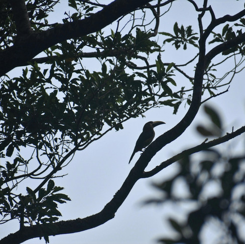 Aracari perched on tree