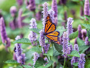 monarch butterfly on purple and green plants