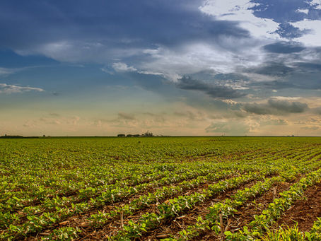 Produtores de soja em Goiás devem realizar cadastro eletrônico das lavouras até janeiro de 2025